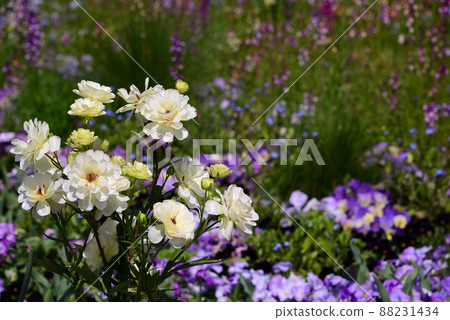 Yokohama Satoyama Garden full of spring flowers Yokohama Satoyama Garden full of spring flowers 88231434