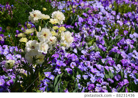 春暖花開的橫濱里山庭園 春暖花開的橫濱里山庭園 88231436