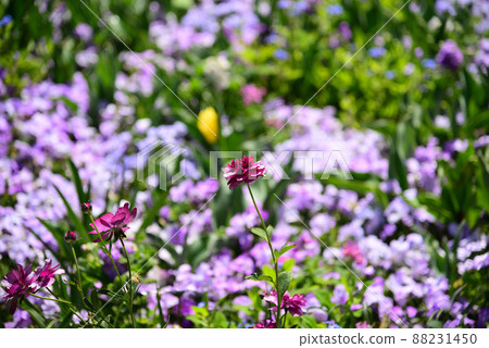 春暖花開的橫濱里山庭園 春暖花開的橫濱里山庭園 88231450