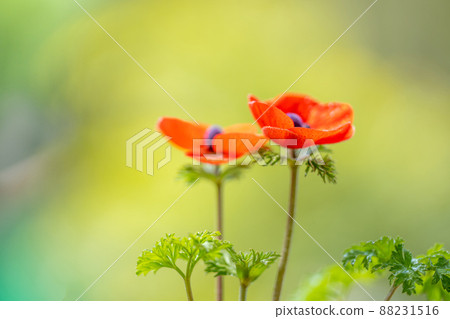 紅色海葵花 88231516