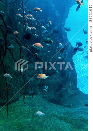 Animals of the underwater marine world. Ecosystem. Multicolored tropical fish. Life in a coral reef. Animals of the underwater marine world. Ecosystem. Multicolored tropical fish. Life in a coral reef. 88231613