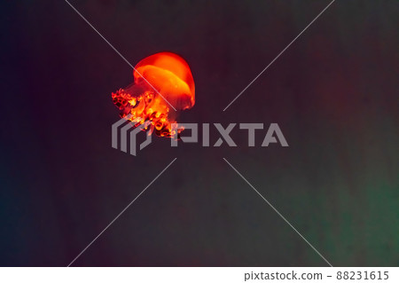 Beautiful, red jellyfish swim alone close-up. Oceanarium, aquarium 88231615