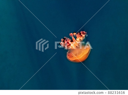 Beautiful, red jellyfish swim alone close-up. Oceanarium, aquarium 88231616