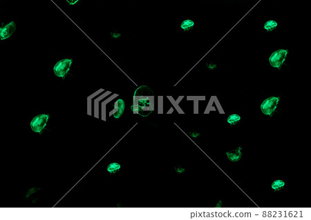 Jellyfish swim through the dark ocean. Their shapes are fascinating. Dangerous jellyfish. Jellyfish swim through the dark ocean. Their shapes are fascinating. Dangerous jellyfish. 88231621