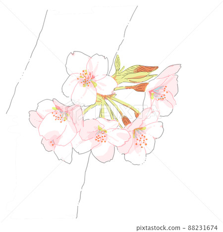 櫻花 櫻花 88231674