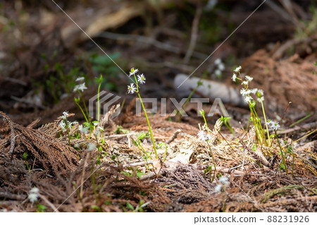 Chivalaubauren 88231926