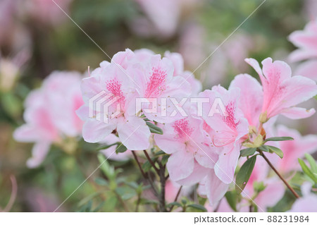 the beautiful rhododendron flower in the spring garden. 88231984
