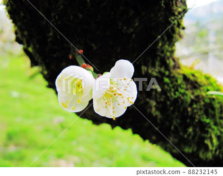 Plum blossoms 88232145