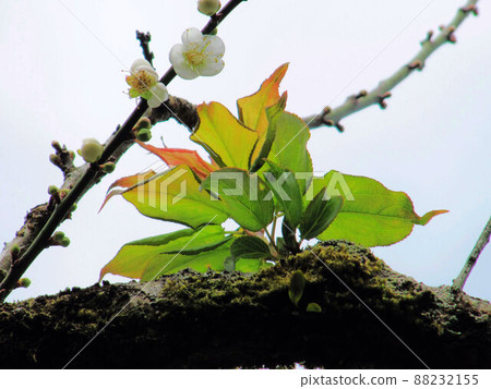 Plum blossoms 88232155