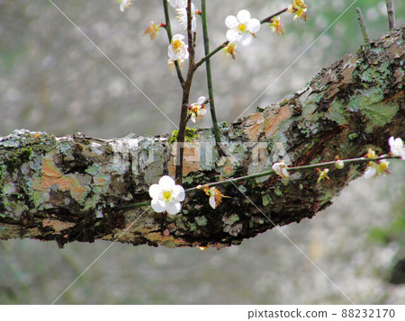 Plum blossoms Plum blossoms 88232170