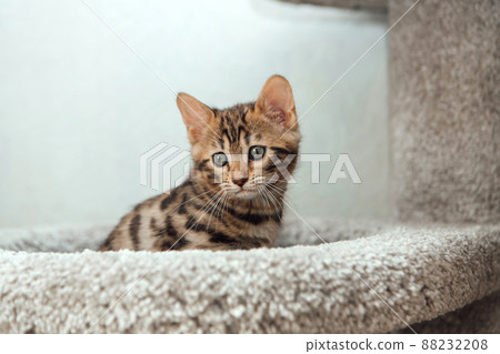 Young cute bengal cat sitting on a soft cat's shelf of a cat's house. Young cute bengal cat sitting on a soft cat's shelf of a cat's house. 88232208