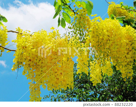 Golden shower tree, Golden shower tree 88232220
