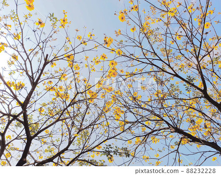 Golden shower tree, Golden shower tree 88232228