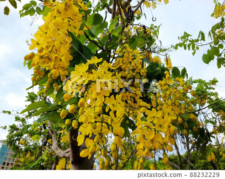 金雨樹、金雨樹 金雨樹、金雨樹 88232229