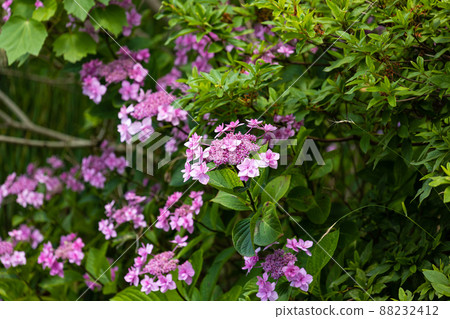 EOS R6. Matsue Shimane, Aqua Hydrangea Matsue. 88232412