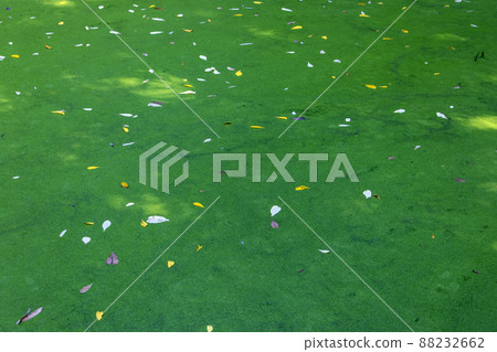 The water level in the pond is covered with a green layer of plants 88232662