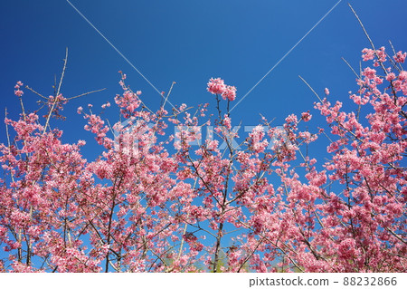 Alishan Cherry Blossom Road 88232866