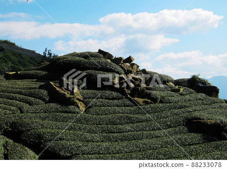 Camellia Tea Garden Camellia Tea Garden 88233078