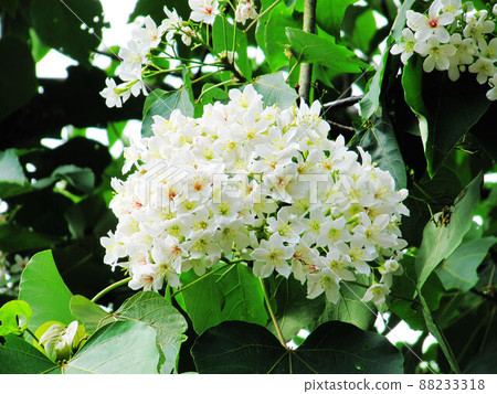 Tung flower 88233318