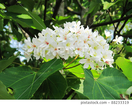 Tung flower 88233319