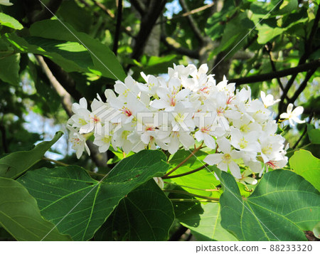 Tung flower 88233320
