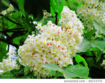 桐花 88233335