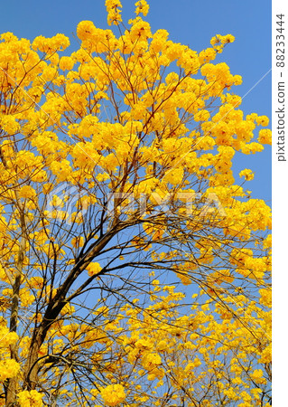 嘉義朴子溪黃金風鈴木 88233444