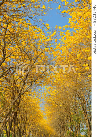 嘉義朴子溪黃金風鈴木 嘉義朴子溪黃金風鈴木 88233446