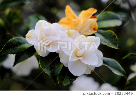 camellia 88233449