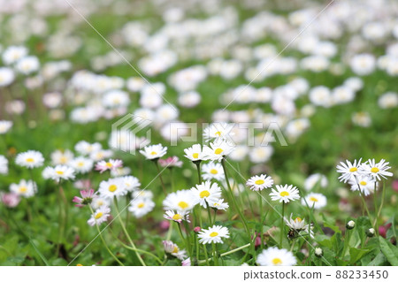 French chrysanthemum French chrysanthemum 88233450