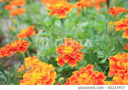 Field nematode measures (marigold field nematode control) Field nematode measures (marigold field nematode control) 88233457