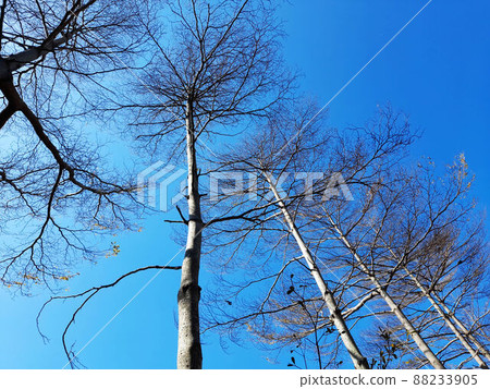 樹 88233905