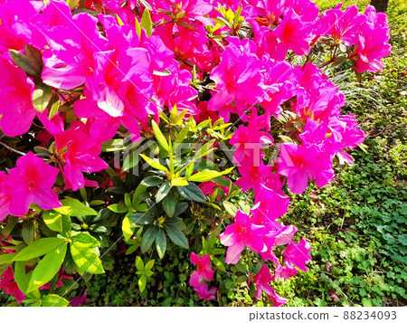 Flower and fruit plant Flower and fruit plant 88234093