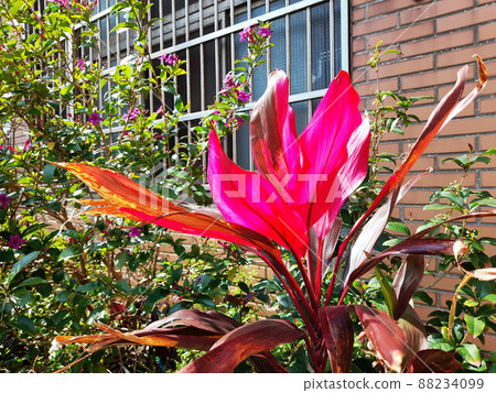 Flower and fruit plant Flower and fruit plant 88234099