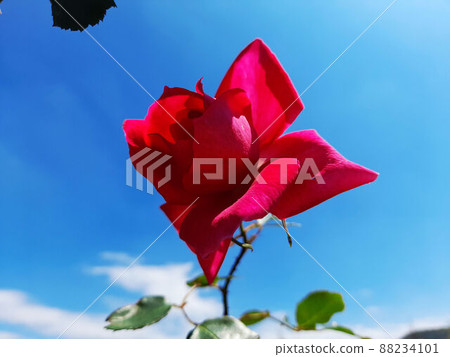 Flower and fruit plant Flower and fruit plant 88234101