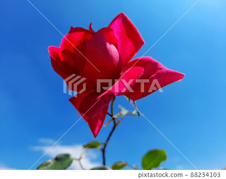 Flower and fruit plant 88234103