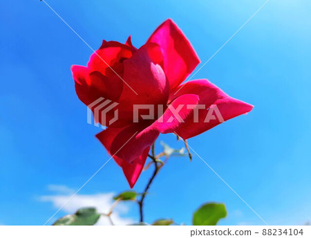 Flower and fruit plant 88234104