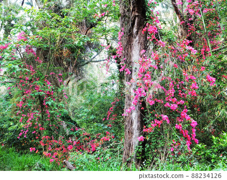 Flower and fruit plant 88234126