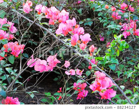 Flower and fruit plant 88234127