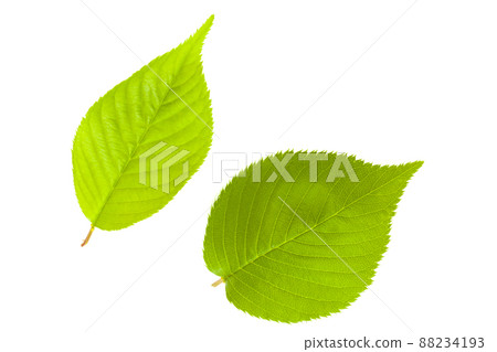 櫻花嫩葉素材 櫻花嫩葉素材 88234193