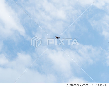 High flying falcon in the sky looking for food 88234421