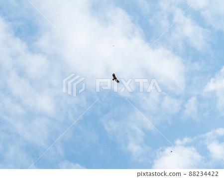 High flying falcon in the sky looking for food High flying falcon in the sky looking for food 88234422