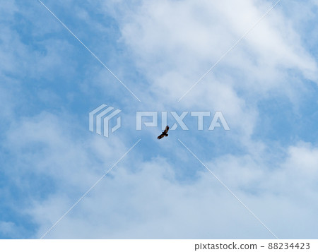 High flying falcon in the sky looking for food 88234423