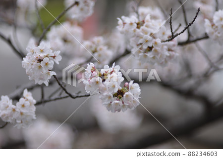 Cherry Blossoms	 88234603