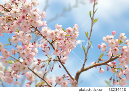 Alishan Cherry Blossom Season 88234638