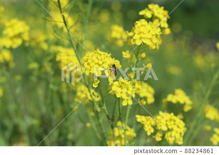 Bees sucking the nectar of rape blossoms blooming in the river Bees sucking the nectar of rape blossoms blooming in the river 88234861