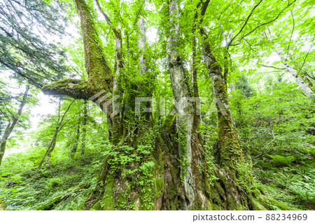 Tajima Plateau Botanical Garden Great Katsura of Wake 88234969