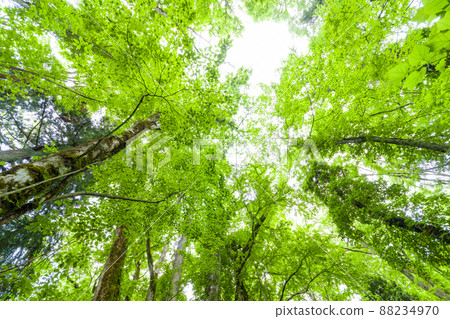 但馬高原植物園 威克大桂 88234970