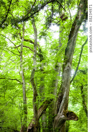 Tajima Plateau Botanical Garden Great Katsura of Wake 88234971