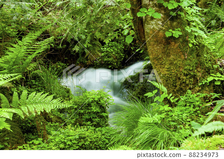 Tajima Plateau Botanical Garden Great Katsura of Wake Tajima Plateau Botanical Garden Great Katsura of Wake 88234973